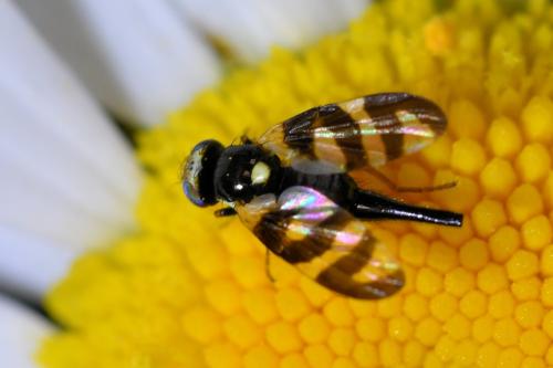 Urophora quadrifasciata